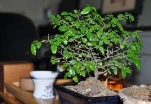 茶树种植(茶叶也能种植成盆景，种上一盆试试吧，让您满屋茶香)