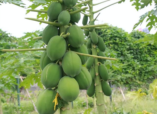 南方常见的“木瓜”是转基因水果？为何在国内要推广种植番木瓜？