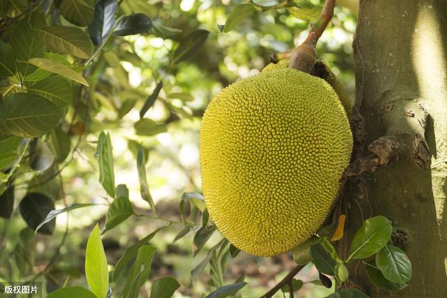 种植菠萝蜜的引种表现，配套栽培技术，这几点繁育及丰产稳产