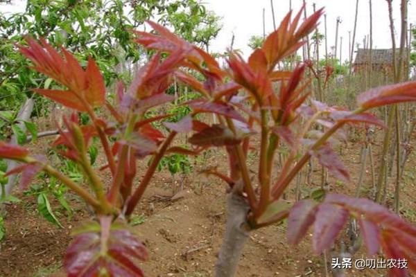 香椿栽培管理技术，讲一下香椿芽如何种植，怎么让香椿芽采摘长