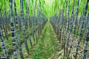 世界甘蔗种植(甘蔗种植栽培技术，是你想要的种植方法，能让收益翻倍)