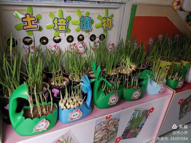 “种植小角落，心中大自然”记邢台市第三幼儿园小班组种植活动