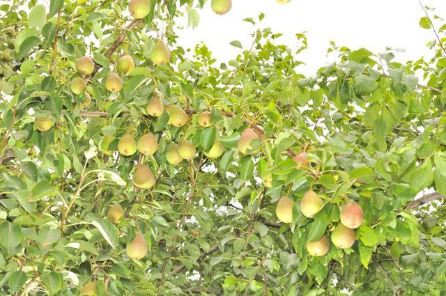 梨树种类主要栽培技术与种植要点，你知道多少类