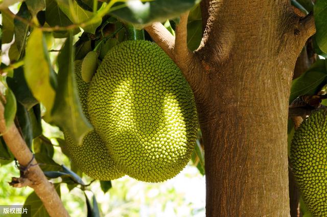 种植菠萝蜜的引种表现，配套栽培技术，这几点繁育及丰产稳产