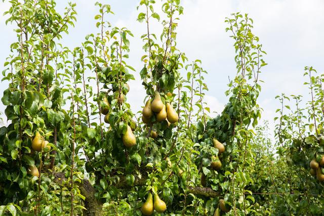 梨树种类主要栽培技术与种植要点，你知道多少类