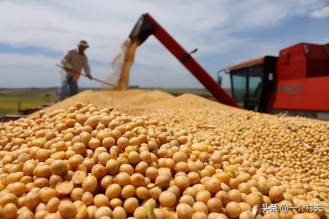 2024年还有大豆玉米生产者补贴吗？每亩多少钱？答案出来了