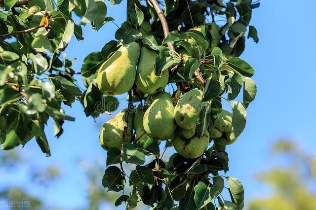 带你了解梨子种子的种植方法