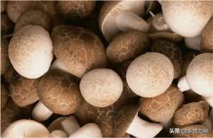 平菇在家怎么种植(触手可及的美味：尝试在家种植食用蘑菇)