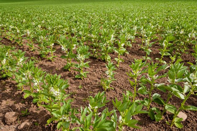 蚕豆高效种植技术要点，抓好合理密植和施肥管理，提高蚕豆的产量