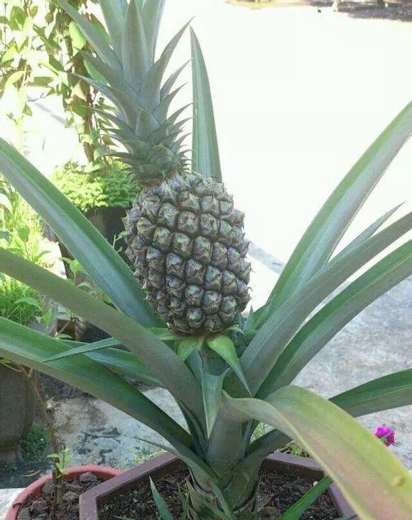 这样种植菠萝，可以少花买菠萝的钱哦