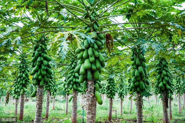 木瓜丰产栽培管理技术，掌握以下方法，增加木瓜的产量