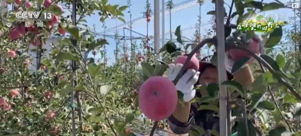 在希望的田野上｜陕西洛川：53万亩苹果成熟 小苹果化身“致富果”