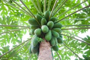 木瓜树的种植方法(木瓜丰产栽培管理技术，掌握以下方法，增加木瓜的产量)