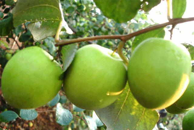 大青枣引种高效种植技术，掌握病虫害防治措施，确保大青枣的产量