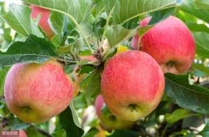 野苹果种植方法(苹果矮化高产栽培集成技术，抓好这6个要点管理，促进苹果树生长)