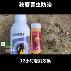 黄秋葵的种植技术视频(防治秋葵青虫#新农人计划2023)