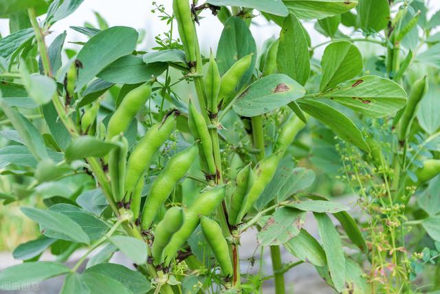 蚕豆高效种植技术要点，抓好合理密植和施肥管理，提高蚕豆的产量