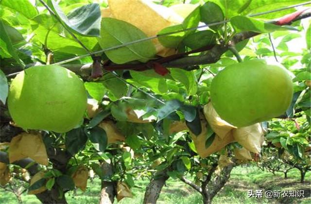梨树种植过程中，后期管理技术要清楚，梨树优质高产有保障