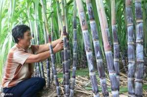 甘蔗的种植法(甘蔗大量上市，分享甘蔗的种植和采收技术)