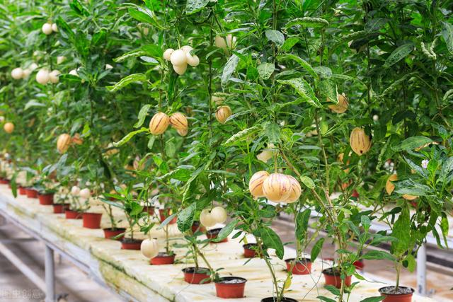 人参果栽培有技巧，种植之前育苗要科学，种植之后管理要精细