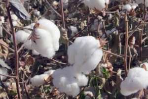 新疆棉花种植分布(新疆棉花为啥好？原来，跟气象条件有关)