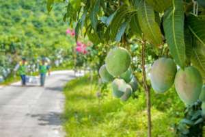 芒果盆栽种植方法视频(405万亩芒果产值达14亿元 四川攀枝花仁和区芒果产业背后有“黑科技”)