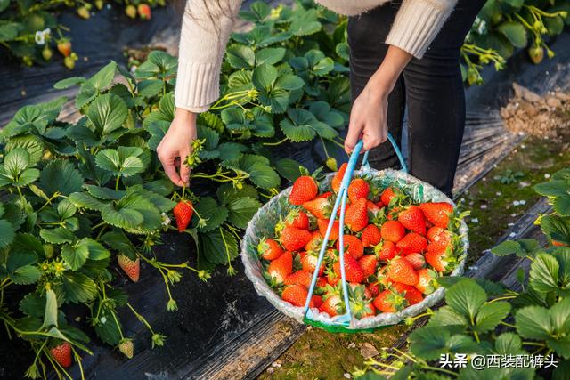 云南种了3000亩蓝莓，产量是山东的8倍，价格是湖北的2倍