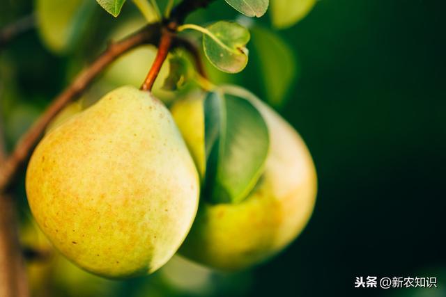 梨树种植过程中，后期管理技术要清楚，梨树优质高产有保障