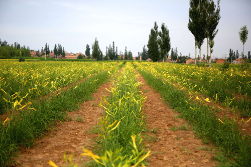 黄花菜露地高产栽培技术，掌握种植细节，管理轻松产量高！