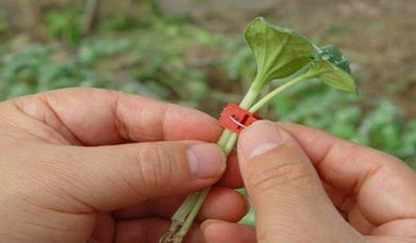 温室西葫芦的种植技术，高产的关键因素要掌握，很实用的技巧