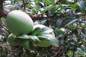 水果木瓜种植技术(知道它功效的人那么多，可你知道它怎么种植吗？)