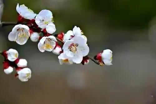 冬天开的100种花·（一）君子兰、杜鹃、茶花、梅花、长寿花