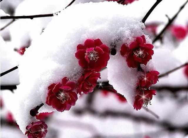 冬天开的100种花·（一）君子兰、杜鹃、茶花、梅花、长寿花