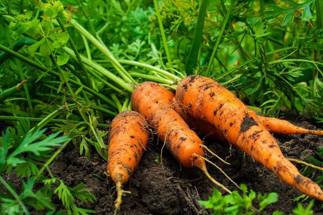 阳台种植胡萝卜“畸形”低产，改善5方面养护，提高品质与产量