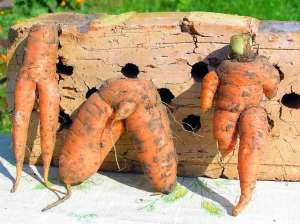 胡萝卜阳台种植(阳台种植胡萝卜“畸形”低产，改善5方面养护，提高品质与产量)