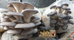 磨菇种植大棚图片(乡村趣事：农民搭设的大棚内，人工种植的蘑菇长势旺盛)