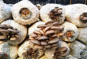 有机食用菌种植(食用菌平菇的栽培技术，食用菌如何栽培才能获得高产优质？)