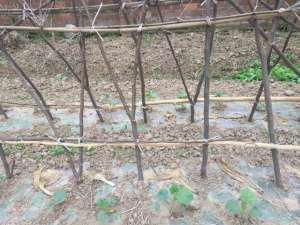 无架豆角种植图片(谷雨都过了，快来点瓜种豆，绿化我们的家园)