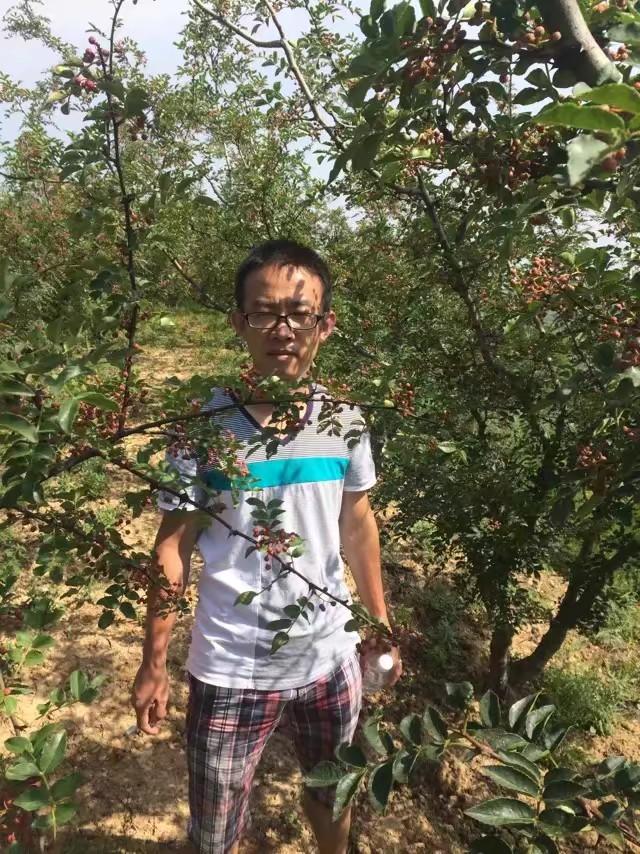 花椒树的种植方法