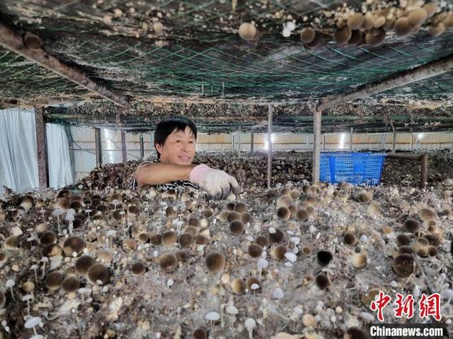 江西南昌县：秸秆成为菌菇种植生长“天然温床”