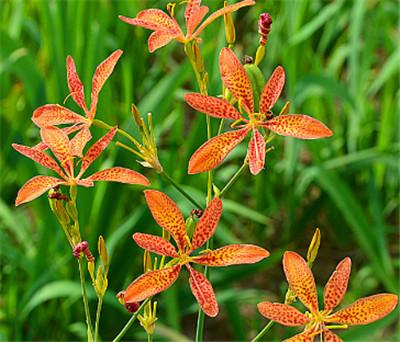射干别名乌扇，生于林缘或山坡草地，花橙红色，散生紫褐色的斑点