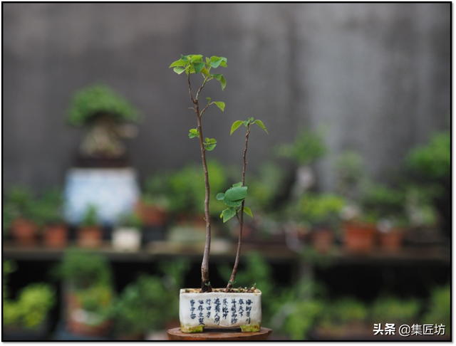 红叶胜丹枫，阔叶类杂木盆景树种乌桕栽培小记