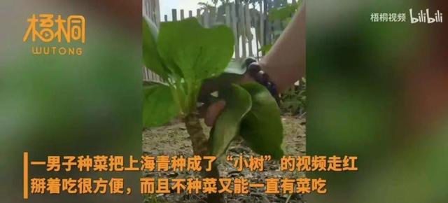 男子把“上海青”种成了“万年青”！一棵菜传三代，吃成椰子树！