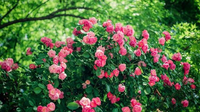 如何给山木香或蔷薇做高压繁殖？