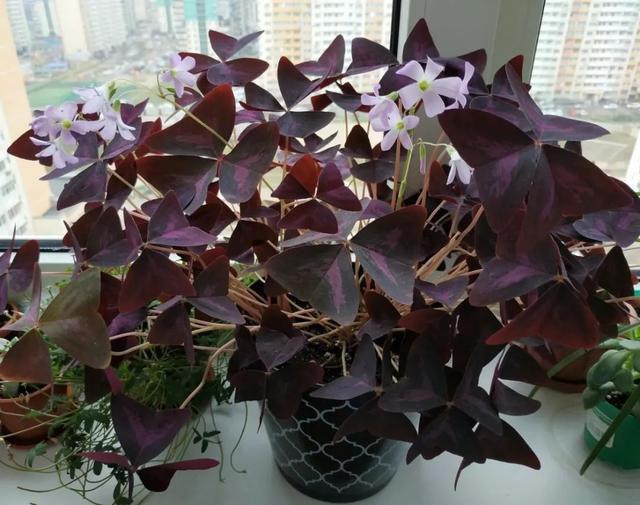 秋季买块茎培育紫叶酢浆草，可以快速长芽开花，适合养在小窗台上