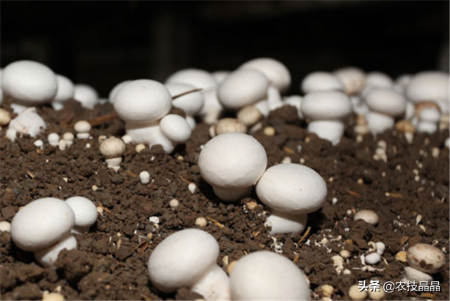 双孢菇栽培技术，快来学一下，轻松高产