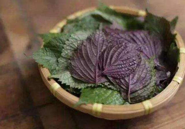 常用的药用植物紫苏，关于它的种植方法，你们都有了解吗