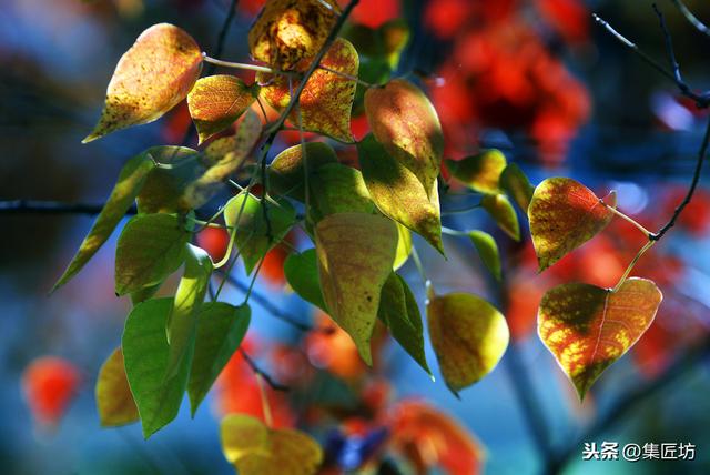 红叶胜丹枫，阔叶类杂木盆景树种乌桕栽培小记