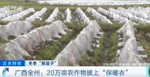 广西芦笋种植基地(冬季“菜篮子”｜广西全州20万亩农作物披上“保暖衣”)