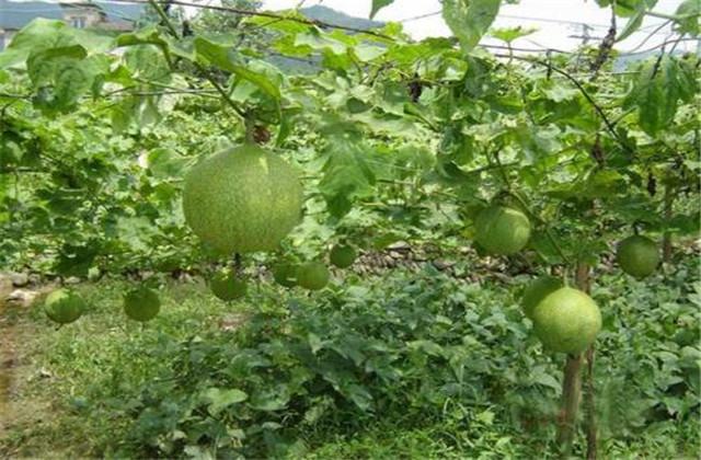 瓜蒌怎么种植？主要的病虫草害有哪些？该怎么绿色防控？